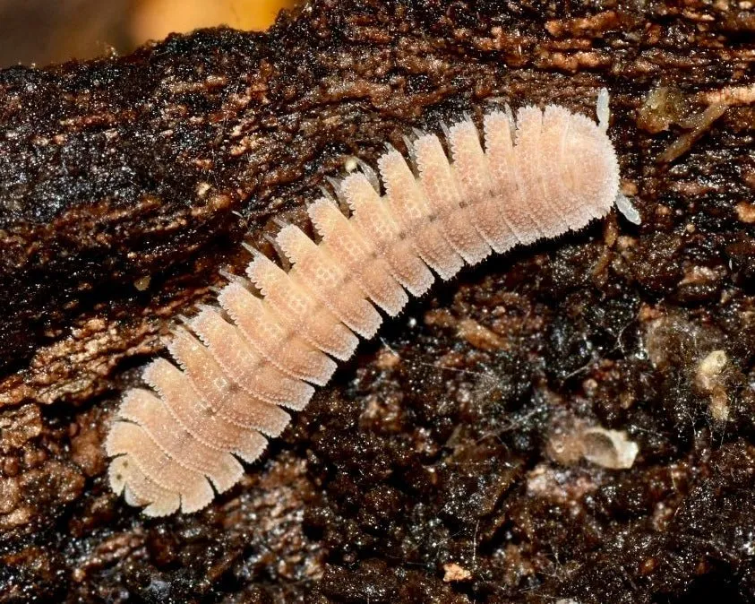 ⨂ BULK Japanese Fairy Millipede, (Niponia nodulosa)