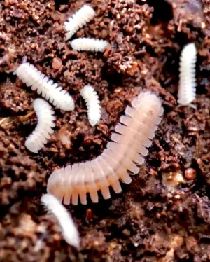 ⨂ BULK Japanese Fairy Millipede, (Niponia nodulosa)