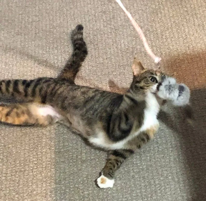 Cat-Fishing Retractive Pole Toy (CFPT-036)