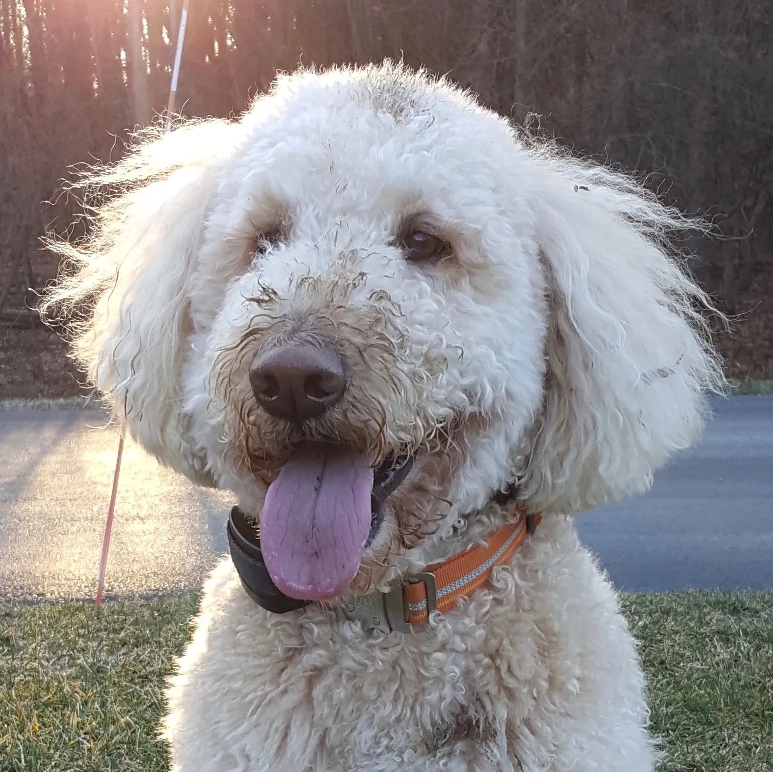 Emerson - Goldendoodle