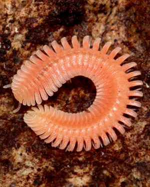Japanese Feather Millipede, (Brachycybe nodulosa)