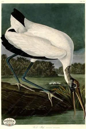 PDXC20751 -- Audubon Wood Ibis